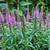 PERENNIALS - Fall Planting 17 thumbnail