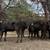 Black Heifer Calves | Heifers 6 thumbnail