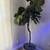 Faux 6' Fiddle Leaf Fig Tree in Woven Basket 1 thumbnail
