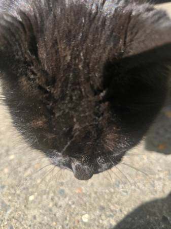 Gato dulce abandonado por su dueño-Gratis63842373920897121