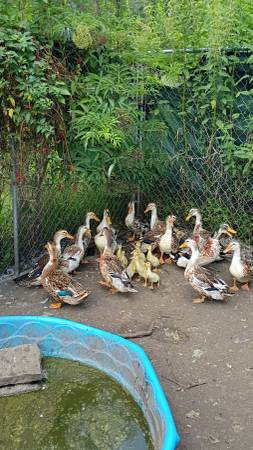 Silver appleyard starter flock 1
