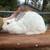 Rabbit does 2 thumbnail