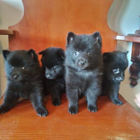Schipperke Pups looking for a forever home! (Abbeville)63483818272257124
