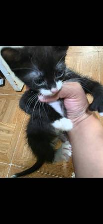 Kittens for rehoming (Elgin)591945178074982402