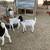 Herd 6 thumbnail
