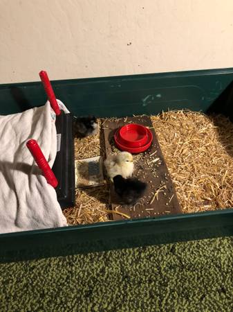 Baby Chicks, Hatching Eggs, Free Range Cochin Bantam Chickens, Rooster - $15 (fremont / union city / newark)63471438371715124