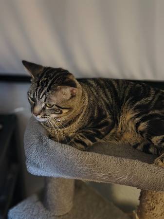 Hamster and cat Need of a new home (San Diego CA)