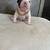 Bully Pups 1 thumbnail