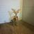 Rudolf Rednose Reindeer 2 thumbnail