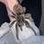 Tarantula 2 thumbnail