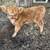 Mini Highland Heifer 2 thumbnail