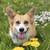 Corgi Beautiful 1 thumbnail