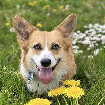 Corgi Beautiful 1