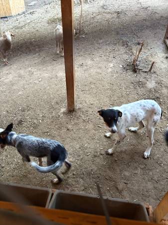 Rehoming 2 female cattle dogs (NW Portland)63842374157185122