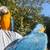 Macaw 3 thumbnail