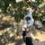 Tiny Frenchie Pups 5 thumbnail