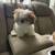 2 Shih tzu females 7 thumbnail