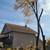 **STUMP GRINDING. TREE TRIMMING TREE REMOVAL LOT CLEARING** 3 thumbnail
