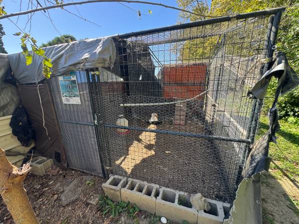 Chicken coop 1