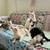 Kitten Foster 1 thumbnail
