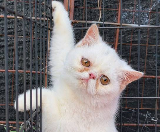 Exotic shorthair 1