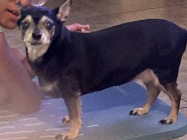 LOST Chihuahua 1