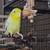 Parrotlet rehoming 1 thumbnail