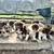 Australian sheperds 4 thumbnail