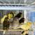 Exotic Canaries & birds 11 thumbnail