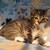 Pair of Adorable, 6weeks old Kittens ready for new home. 3 thumbnail