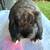 Mini Lop Bunny Rabbit 2 thumbnail