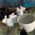 Bunnies 3 thumbnail