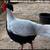 2026 Reeves pheasant  and Silver pheasant  pairs pair 2 thumbnail