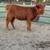 Mini Cattle and Mini Donkeys 5 thumbnail