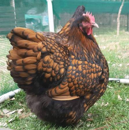 Orpington Chickens Eggs for hatching 1