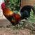 Rooster 1 thumbnail