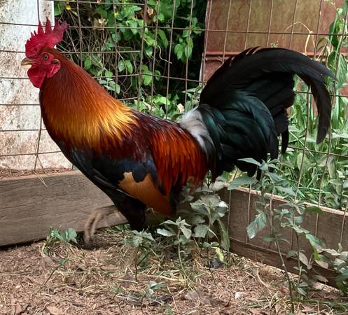 Rooster 1