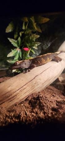 Crested/ leopard gecko (Shelton)63684471312771123