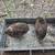 Coturnix Hens 3 thumbnail