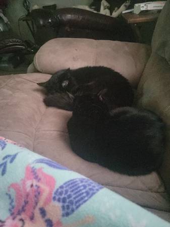 2 bonded brothers need new home 1