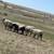 Sheep 2 thumbnail