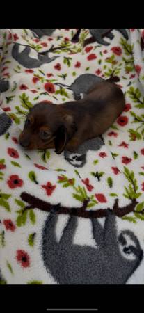 Los cachorros de dachshund en miniatura más adorables. ¡¡Son perfectos!!64193812114691123