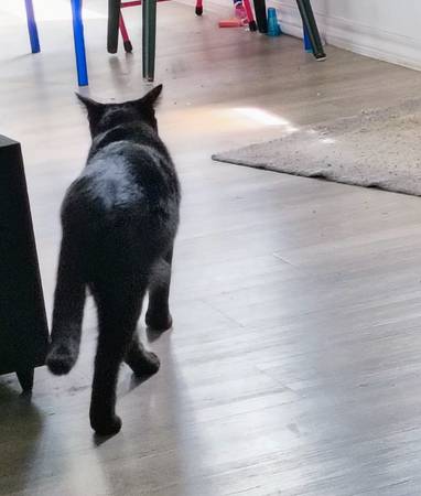 Reubicación de gatitos hermanos pequeños (Spring, TX)63859315973379123