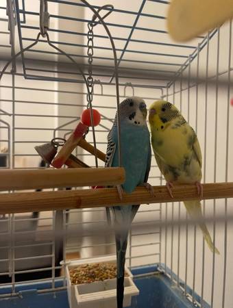 Meet sunshine and junior! 1