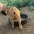 Nigerian Dwarf Doelings 6 thumbnail