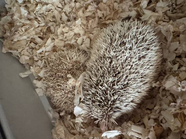2 Breeding Pairs of Hedgehogs and cage set up. (Belton)63839345046273121