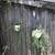 2 hanging string of bananas succulent plants 1 thumbnail