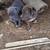 Boxer catahoula cross pups 2 thumbnail