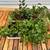 Several House Plants 1 thumbnail