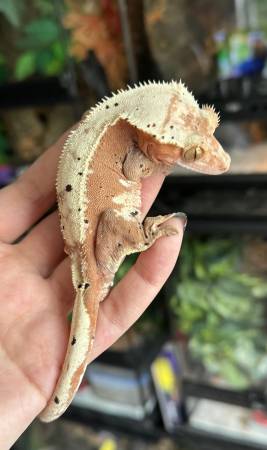 Rehoming Crested Geckos63952158626947120